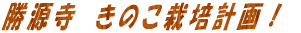 ͔̂|@͂߂܂B